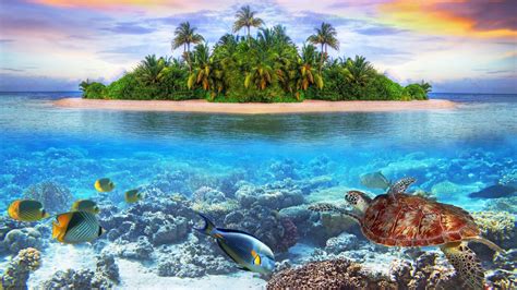Underwater 4k Ultra Hd Wallpaper Background Image