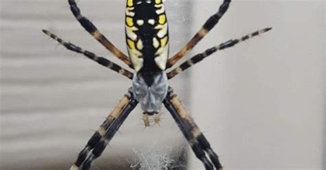 Meeting any other eligibility criteria required by angi. Pest control owner is friends with spider living in his shower