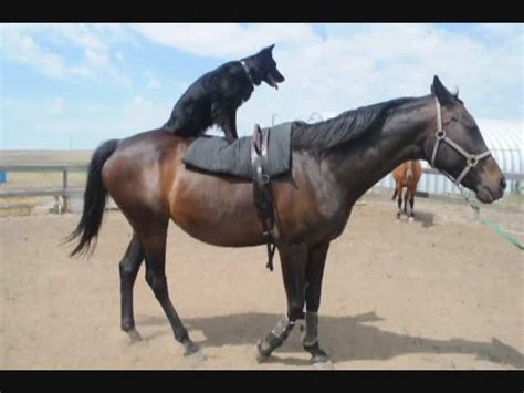 Dog Rides A Horse Jukin Media Inc