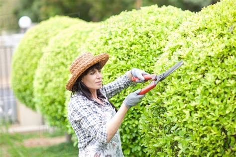 Woman Trimming Hedges In Garden Stock Photo Dissolve