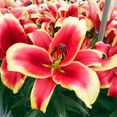 Buy African Lady Lily Tree Lily Trees For Sale Brecks