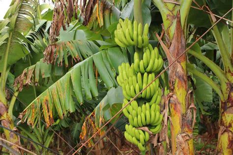 G9 Tissue Culture Banana Cultivation Farming Practices Agri Farming