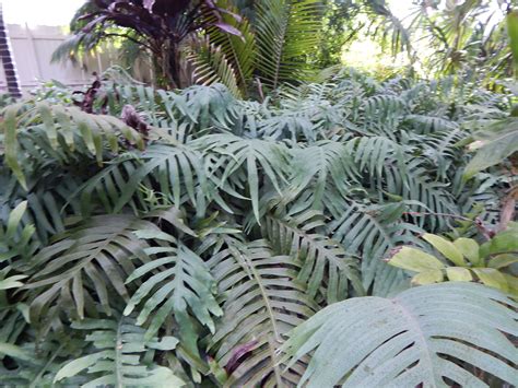 Blue Star Fern As Groundcover Plants Tropical Plants Ground Cover