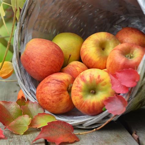 The Very Best Apples For Apple Crisp Desserts To Turn Out Perfect