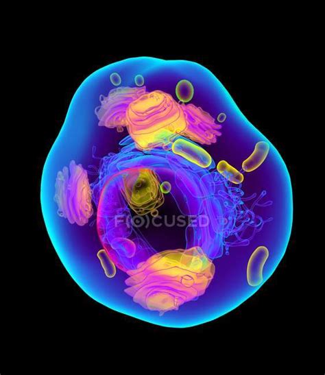 Structure Of Animal Cell — Cut Out Physiology Stock Photo 160559414