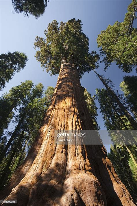 The General Sherman Tree The Largest Tree In The World In Sequoia