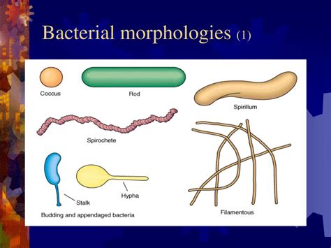 Ppt Morphology Of Bacteria Morphological Features Of Bacteria Are Sexiz Pix