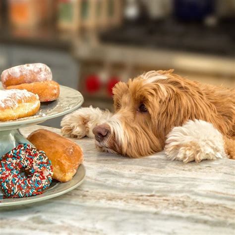 This article aims to cover all the foods dogs can eat along with answering the most common questions asked like 'can dogs eat eggs' or 'can dog eat rice' and. 15 People Foods Your Dog Should Never Eat | Australian Dog ...