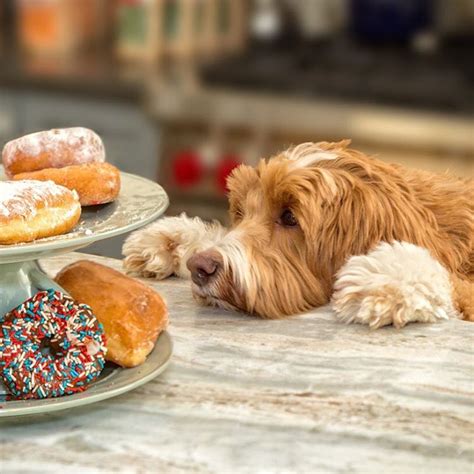 If your dog is on a dry food diet, their food could contain up to 70% carbohydrates!! 15 People Foods Your Dog Should Never Eat | Australian Dog ...