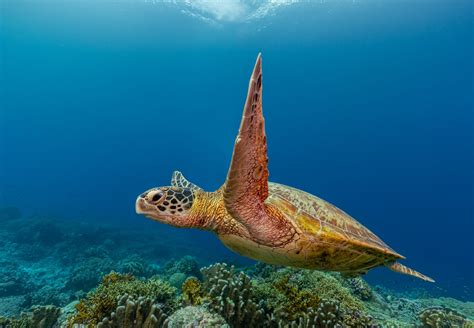 How Fast Can Sea Turtles Swim