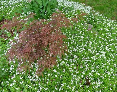 Sweet Woodruff And Japanese Maple Ground Cover Plants Best Ground