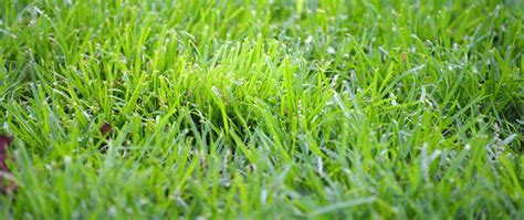 Crabgrass Growing In Lawn H Terra Lawn Care Specialists
