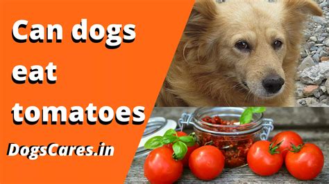 Can Dogs Eat Tomatoes Benefits Symptoms Best Info 2022 Dogs Cares