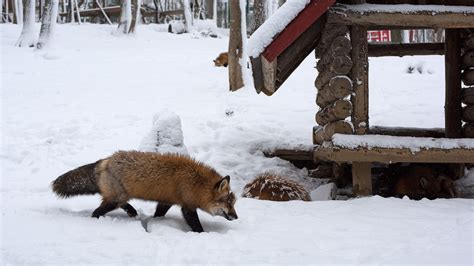 Quest For Luxe | All you need to know about Fox Village ...