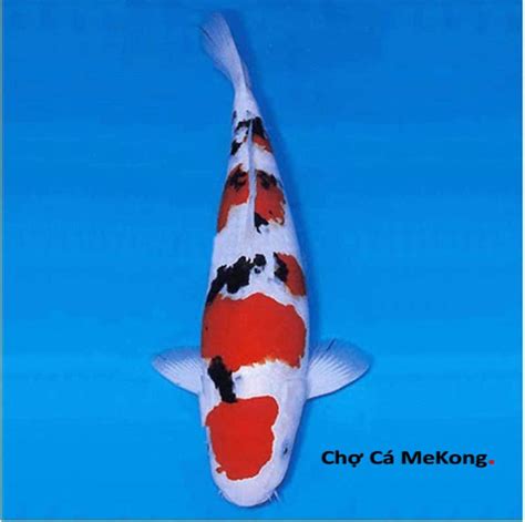 Cá Chép Koi SanKe Size 15cm- 20cm F1 | Chợ Cá MeKong