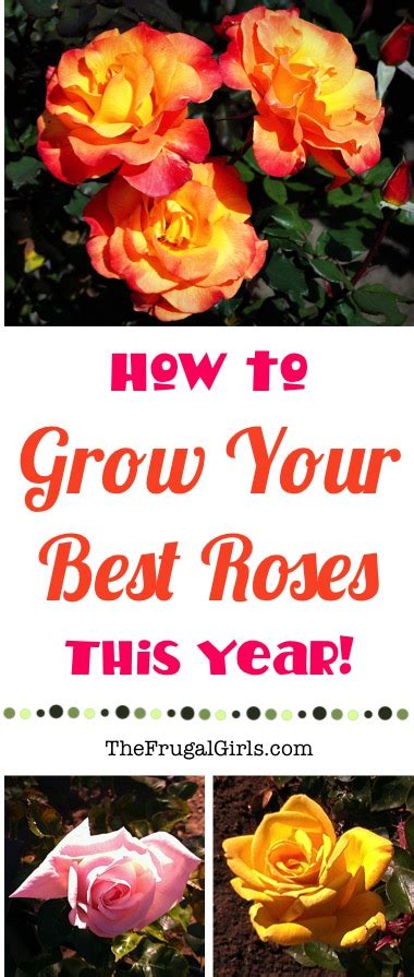 13 Rose Gardening Tips For Beginners To Pros The Frugal Girls