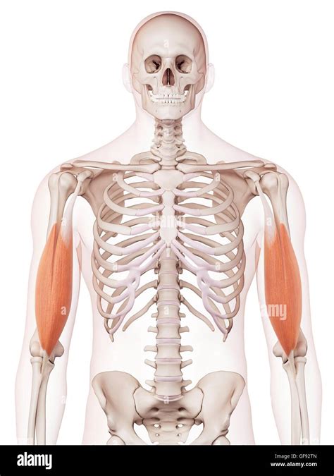 Human Arm Muscles Illustration Stock Photo Alamy