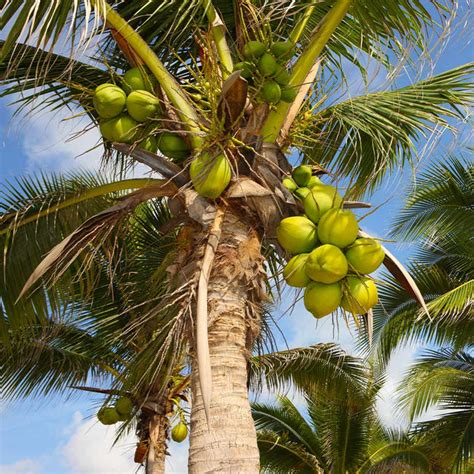 Coconut Palm Trees For Sale