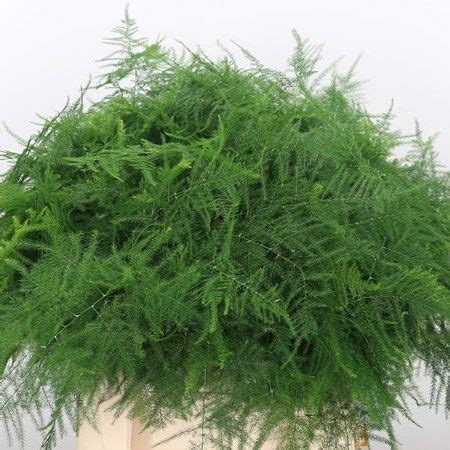 Check spelling or type a new query. Asparagus Fern available at wholesale prices & direct UK ...