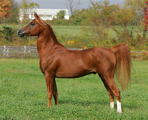 Arabian Horse Canada