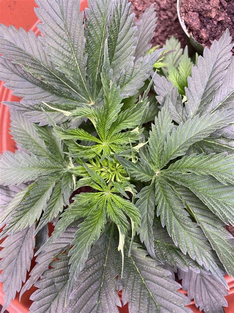 Curly new growth | Grasscity Forums - The #1 Marijuana Community Online