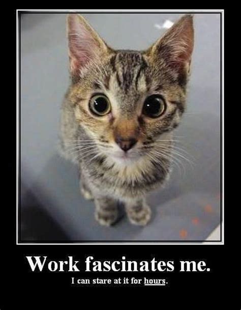 Work Fascinates Me Cat Meme Cute Animals With Funny