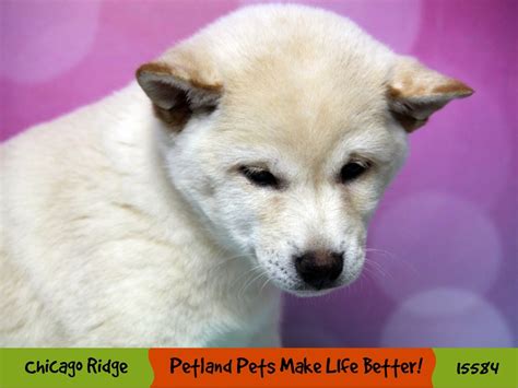 Shiba Inu Dog Male White Cream 2877555 Petland Pets And Puppies Chicago