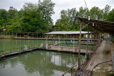 Kolam pancing udang galah kg.subang, jalan sungai buloh. Uni Fishing Pond Seri Kembangan: Kolam Pancing Air Masin ...