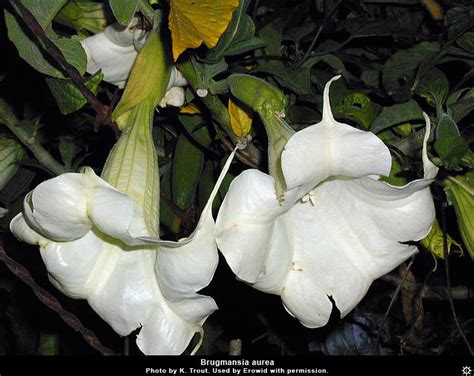 Brugmansia Plant House Hot Sex Picture