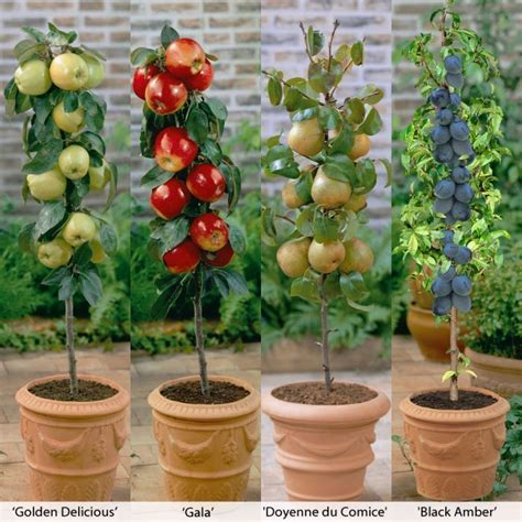 Our range of top fruit trees have been specially selected to ensure great results in british gardens. Pin on apartment garden