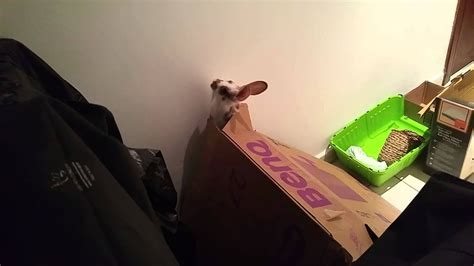 Rabbit Trying To Climb Wall Youtube