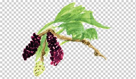 Free Download Red Mulberry Creative Commons Wikimedia Commons Share
