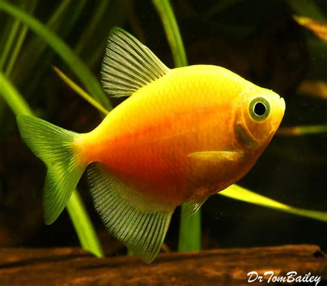 Premium Sunburst Orange Glofish Tetra