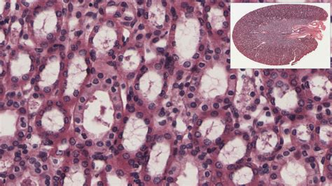 Epithelial Tissue Histology