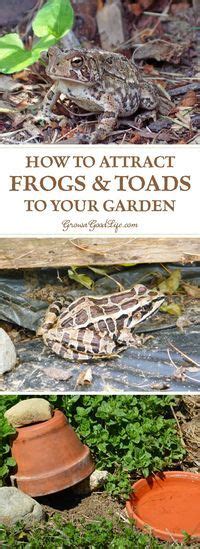 A place to get out of the direct sun. How to Attract Frogs and Toads to Your Garden | Garden ...