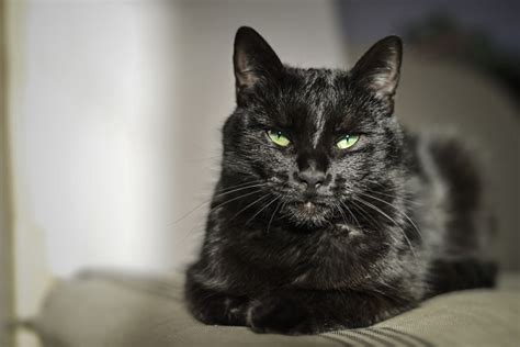 7 Ways Black Cats Bring Good Luck Around The World Catster