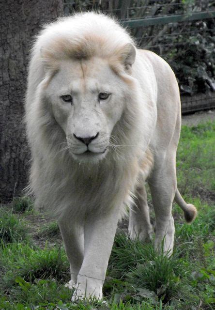 Rare Albino Animals Unusual Animals Majestic Animals Albino Lion