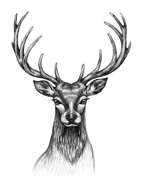 Pencil Stag Drawing Stock Illustrations 223 Pencil Stag Drawing Stock