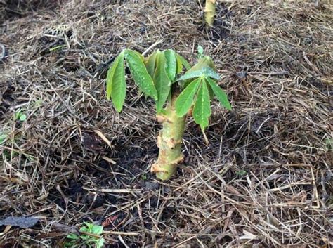 Pedoman Budidaya Ubi Kayu ~ Agroteknologi