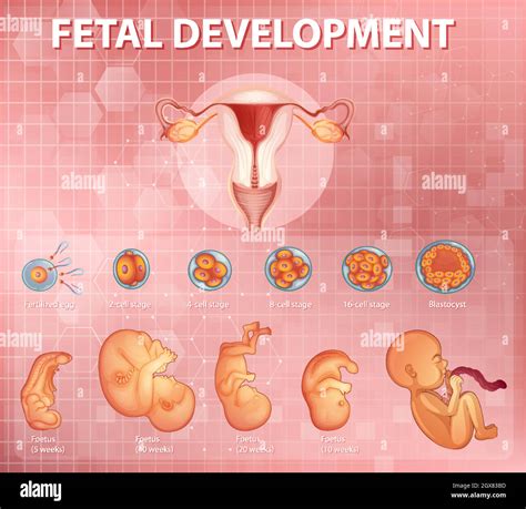 Etapas Del Desarrollo Embrionario Humano Imagen Vector De Stock Alamy