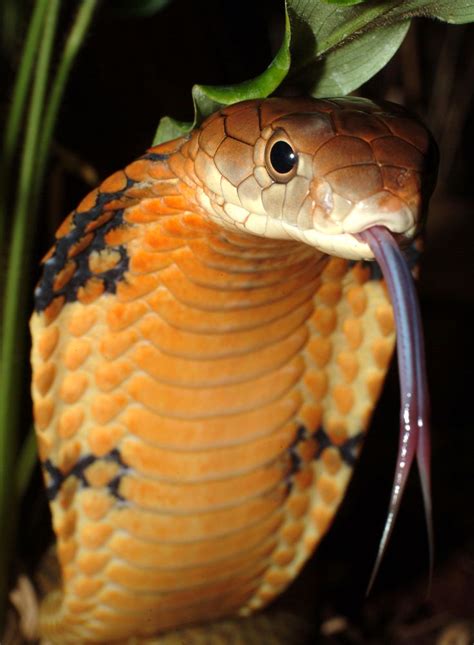 Top 10 King Cobra Facts A Dangerously Venomous Snake Cobra Real