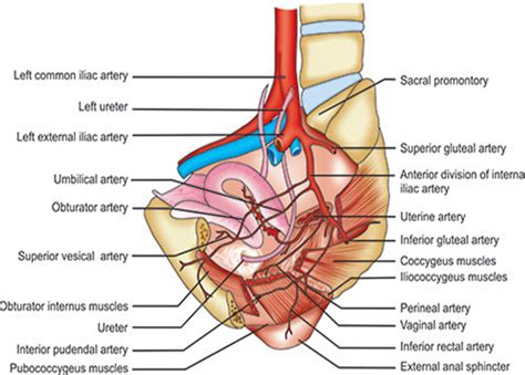 Arteries Of The Pelvis Internal Iliac Pudendal My Xxx Hot Girl