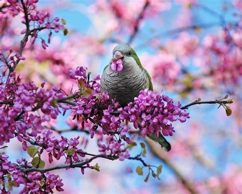 Spring Birds Flowers Wallpapers Wallpaper Cave