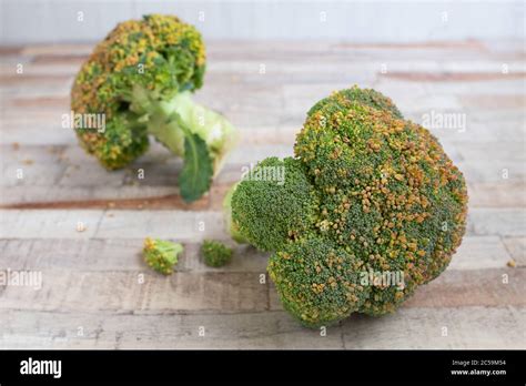 Yellowing Calabrese Broccoli Stock Photo Alamy