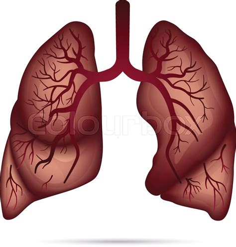 Human Lungs Anatomy For Asthma Stock Vector Colourbox