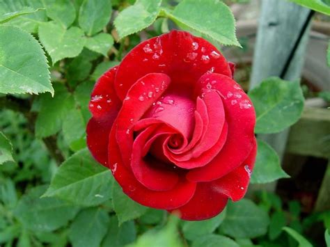 Rose Rosa American Dream In The Roses Database