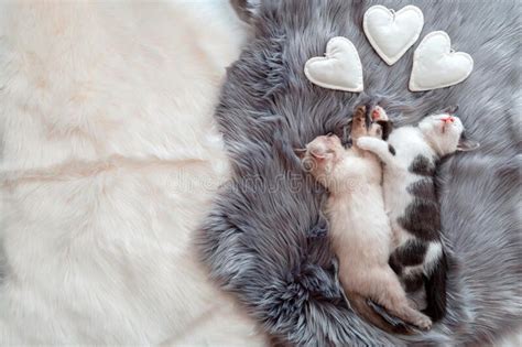 Couple Little Kittens In Love Sleep Together Hug On Gray Fluffy Plaid