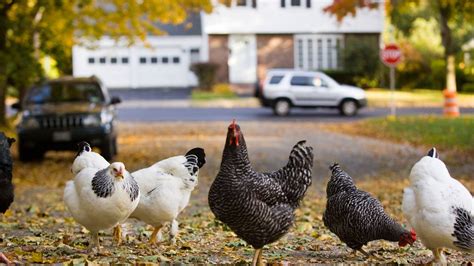 Over 200 Salmonella Infections Linked To Backyard Chickens Cdc Warns Wpxi