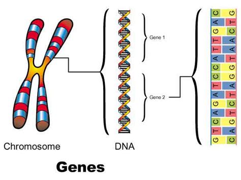 A Lineup Of Genes The Cell And Inheritance