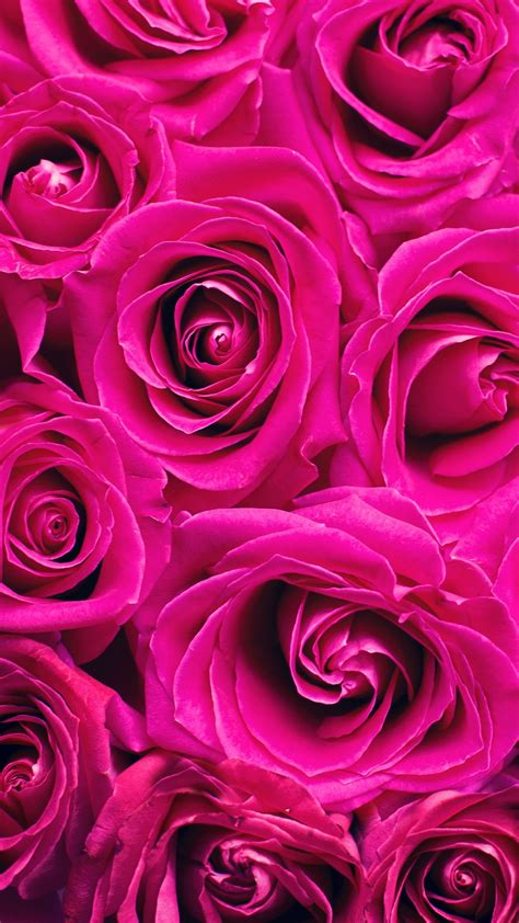 39 Roses Wallpaper Pink Background